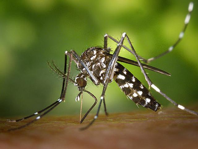 mosquit tigre