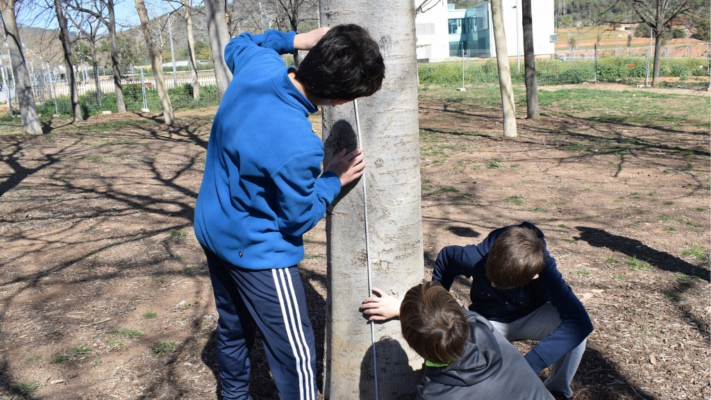 mesura d'arbres amb el projecte co-carbon mesura d'arbres amb el projecte co-carbon