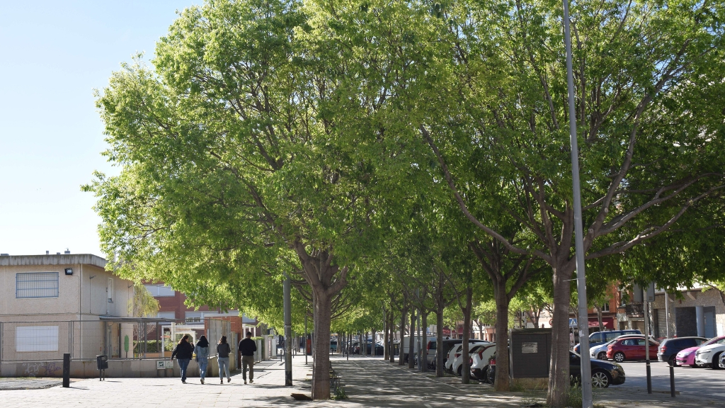 plantada massiva d'arbres