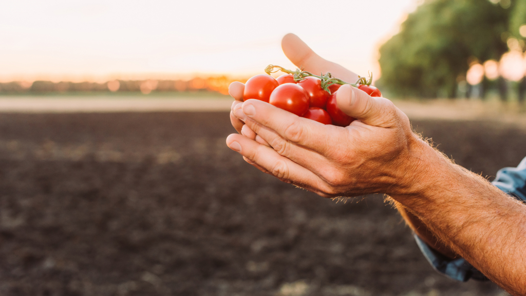 partial-view-rancher-holding-ripe-fresh-cherry-tomatoes-cupped-hands.jpg