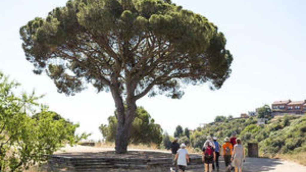 arbre arbre