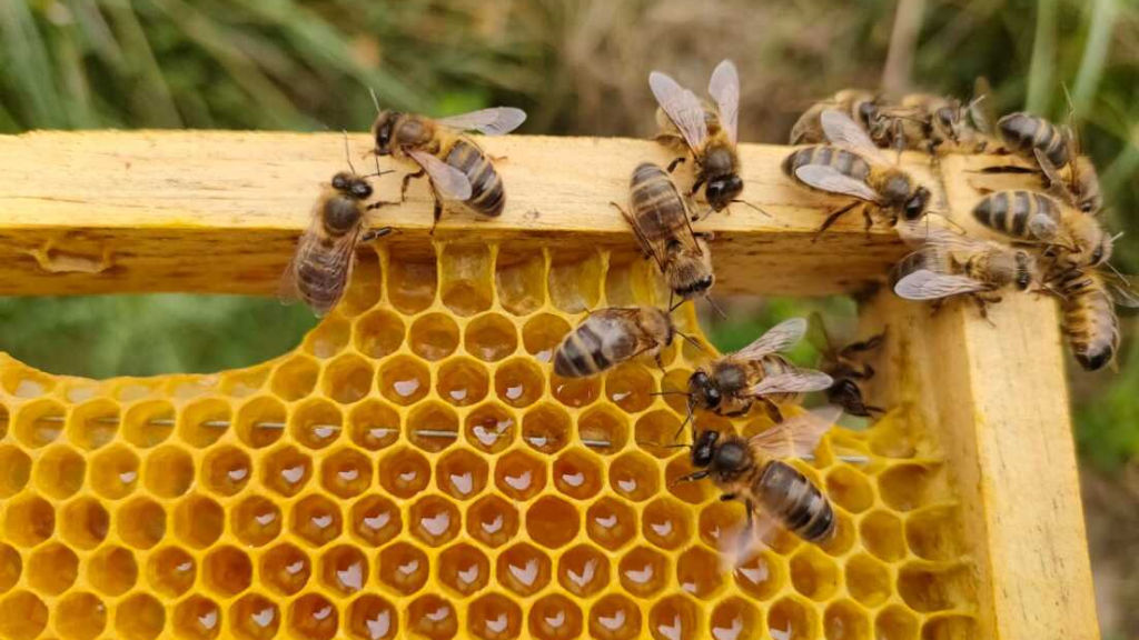 abelles