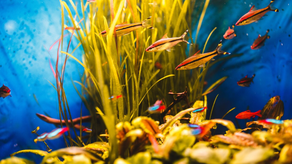 posidonia posidonia
