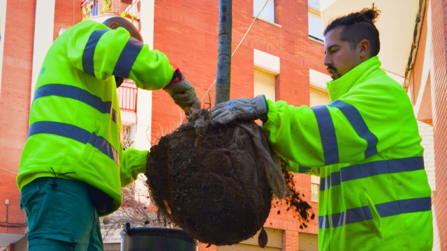 plantada intensiva d'arbres als escocells