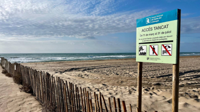 La creació d'aquest entorn a la platja ha tingut un impacte favorable sobre les aus