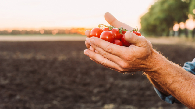 partial-view-rancher-holding-ripe-fresh-cherry-tomatoes-cupped-hands.jpg