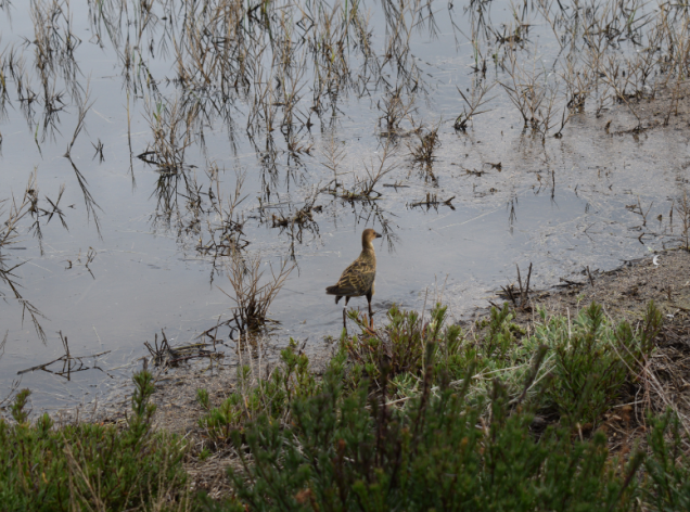 Es podrà veure pels miradors del Delta Es podrà veure pels miradors del Delta