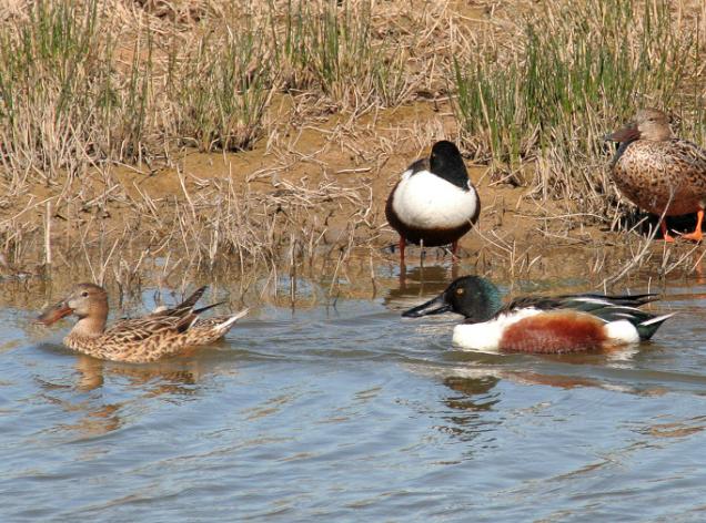anecs ocells aus pájaros remolar delta llobregat