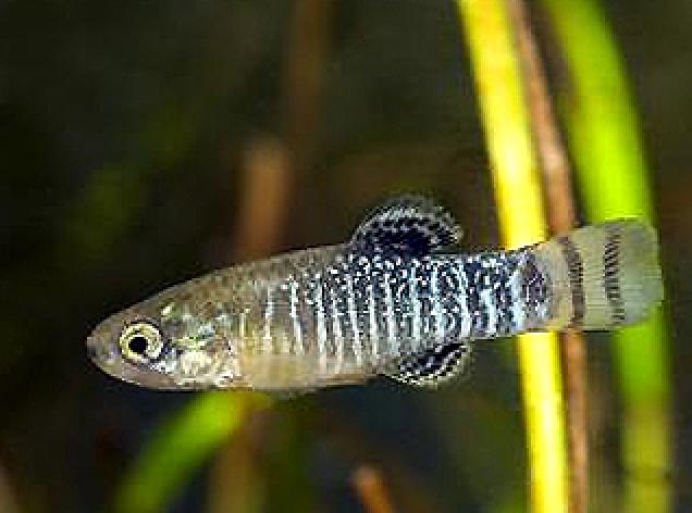 fartet delta llobregat
