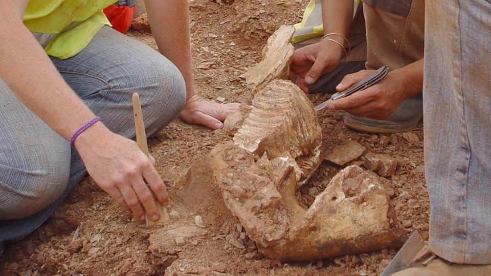 jaciment mamuts can tries viladecans paleontologia baix llonregat yacimiento