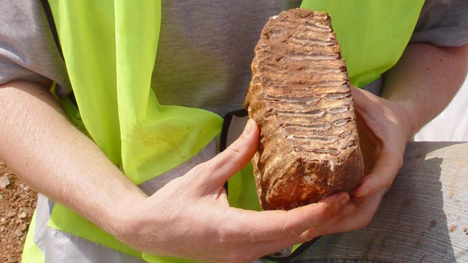 jaciment mamuts can tries viladecans paleontologia baix llonregat yacimiento