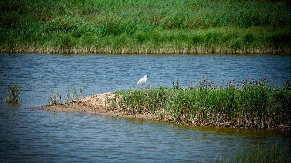 Aves en Viladecans