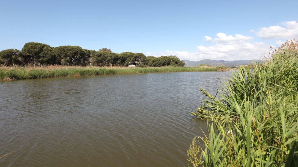 estany murtra viladecans espais naturals zones humides delta