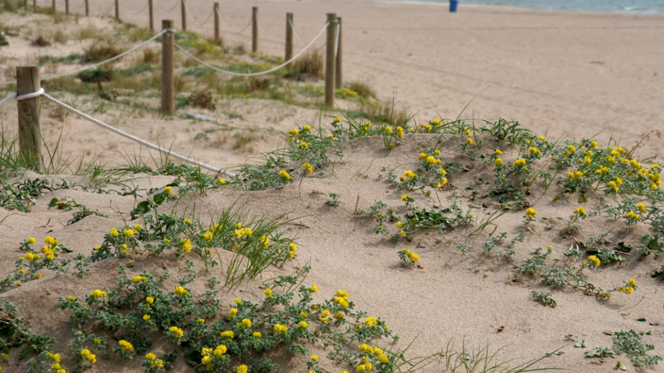 platja viladecans valors naturals platges verges playas virgenes